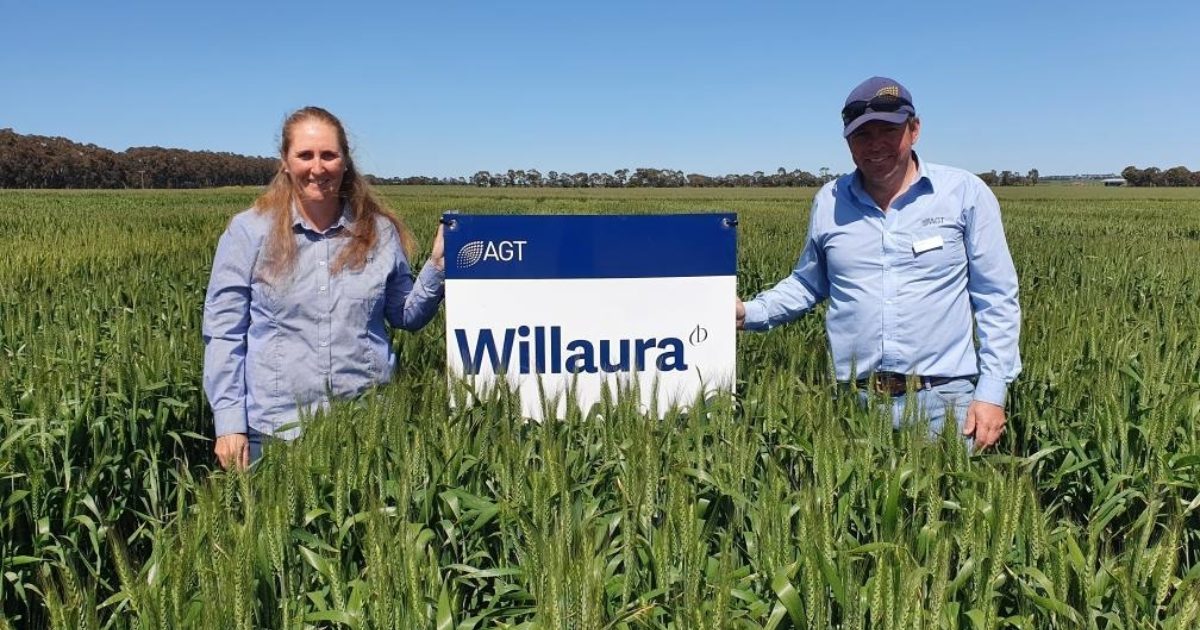 AGT introduce Willaura wheat the… Australian Grain Technologies